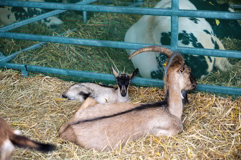 Regionalna Wystawa Zwierząt Hodowlanych we Wrocławiu