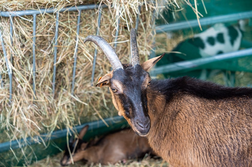Regionalna Wystawa Zwierząt Hodowlanych we Wrocławiu