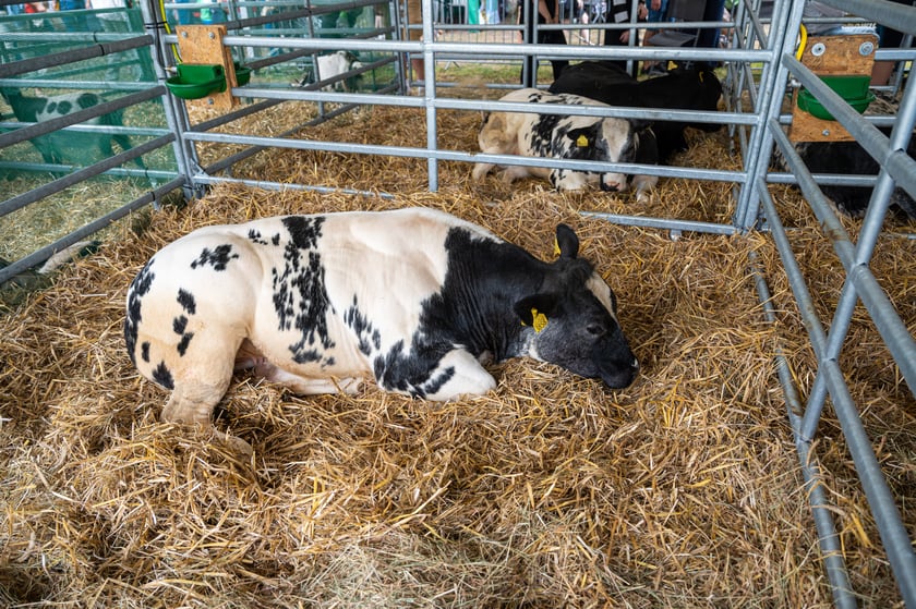 Regionalna Wystawa Zwierząt Hodowlanych we Wrocławiu