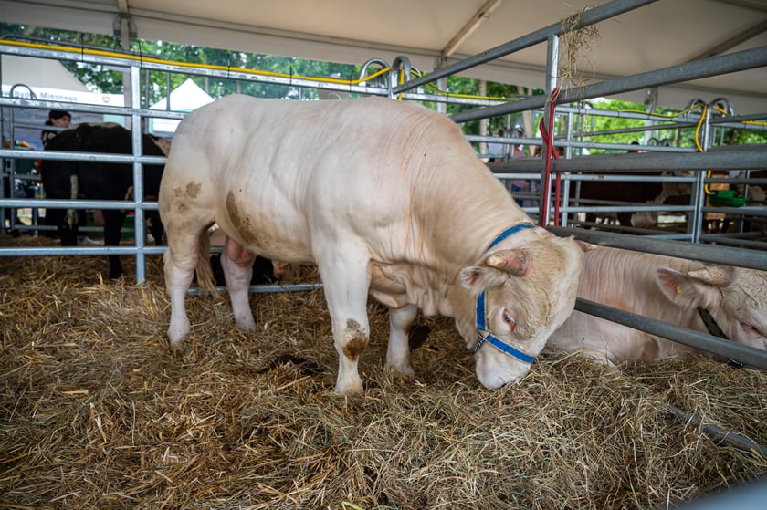 Regionalna Wystawa Zwierząt Hodowlanych we Wrocławiu