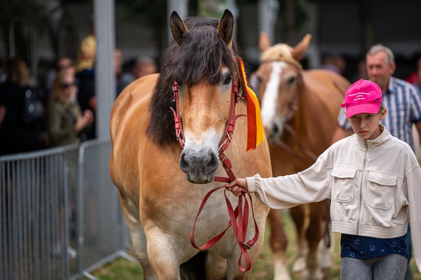 Regionalna Wystawa Zwierząt Hodowlanych we Wrocławiu