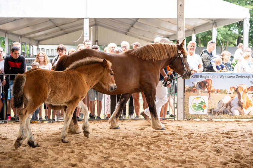 Regionalna Wystawa Zwierząt Hodowlanych we Wrocławiu