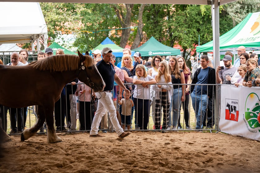 Regionalna Wystawa Zwierząt Hodowlanych we Wrocławiu