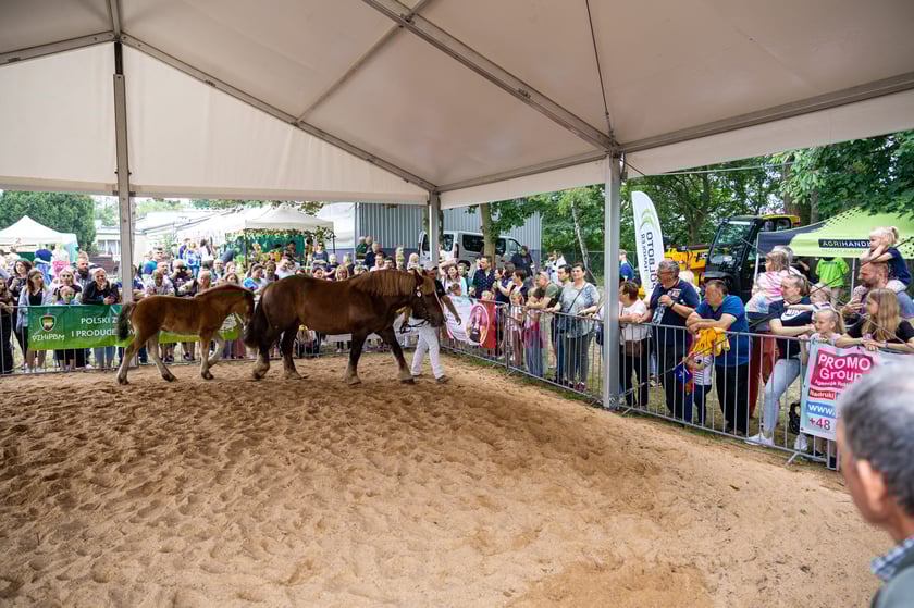 Regionalna Wystawa Zwierząt Hodowlanych we Wrocławiu