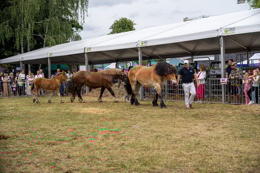 Regionalna Wystawa Zwierząt Hodowlanych we Wrocławiu