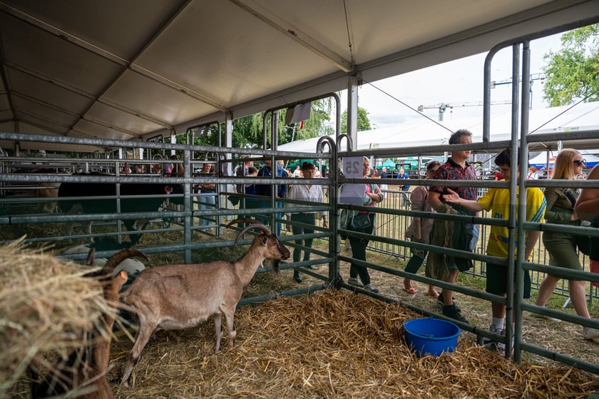 Regionalna Wystawa Zwierząt Hodowlanych we Wrocławiu