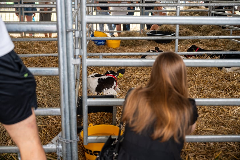 Regionalna Wystawa Zwierząt Hodowlanych we Wrocławiu