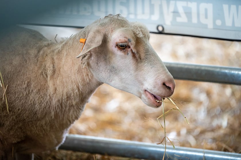 Regionalna Wystawa Zwierząt Hodowlanych we Wrocławiu