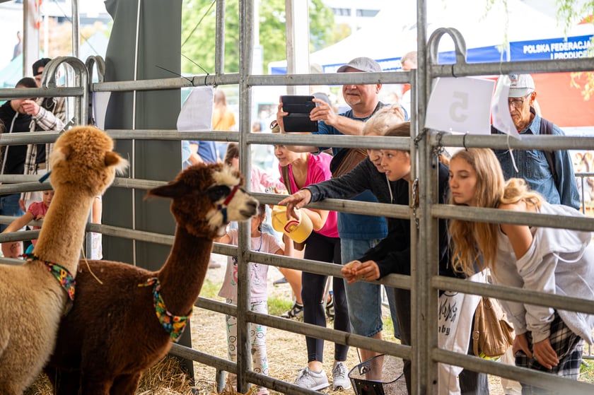 Regionalna Wystawa Zwierząt Hodowlanych we Wrocławiu