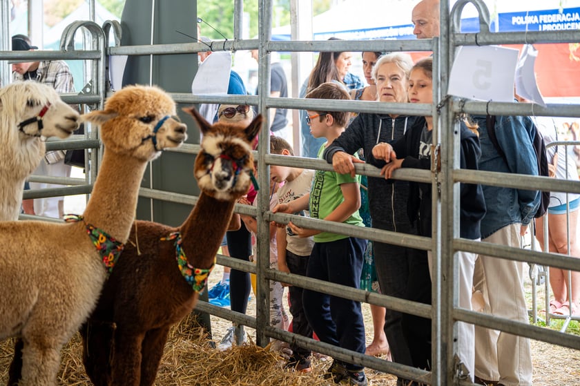 Regionalna Wystawa Zwierząt Hodowlanych we Wrocławiu
