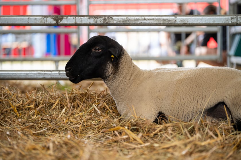Regionalna Wystawa Zwierząt Hodowlanych we Wrocławiu
