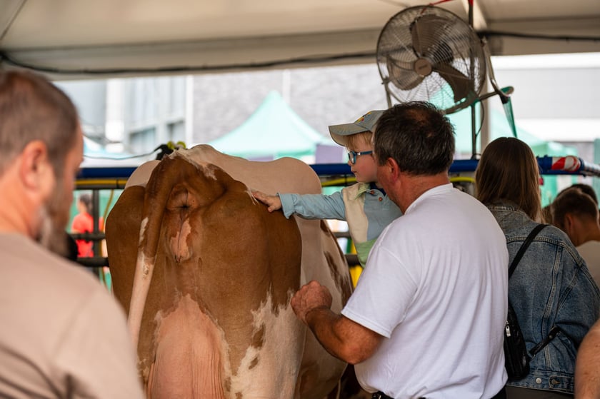 Regionalna Wystawa Zwierząt Hodowlanych we Wrocławiu