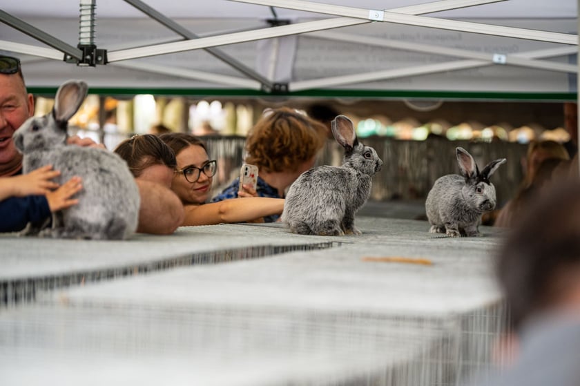 Regionalna Wystawa Zwierząt Hodowlanych we Wrocławiu