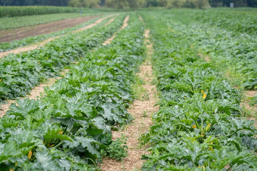 Miejska Farma Wrocławia