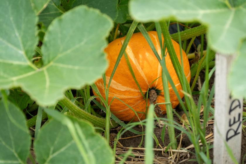Miejska Farma Wrocławia