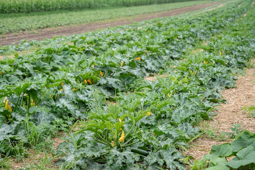 Miejska Farma Wrocławia