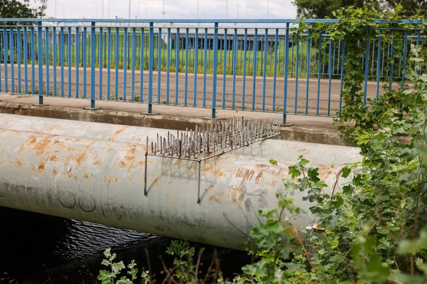 Stary most Pilczycki, 5 sierpnia 2024