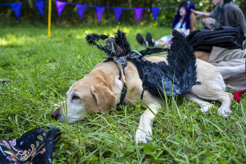 Dni Fantastyki 2024 - przebrani uczestnicy