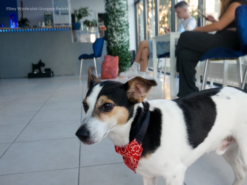 Psy w kawiarni Cake Dogs