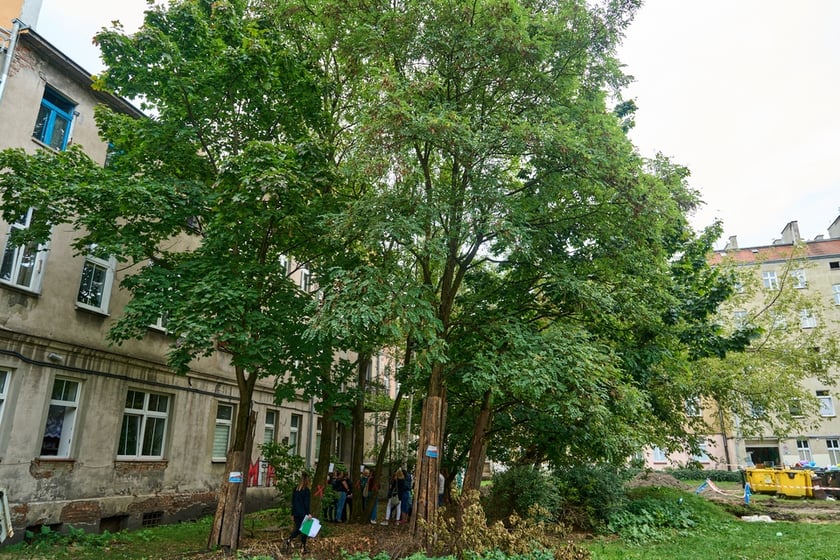 Wycinka drzew na kleczkowskim podwórku została na razie wstrzymana.