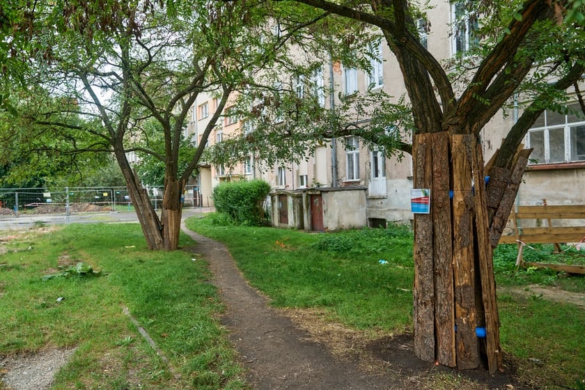 Wycinka drzew na kleczkowskim podwórku została na razie wstrzymana.