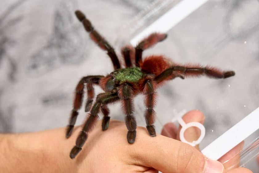 Targi ZooEgzotyka w Hali Orbita 15 września