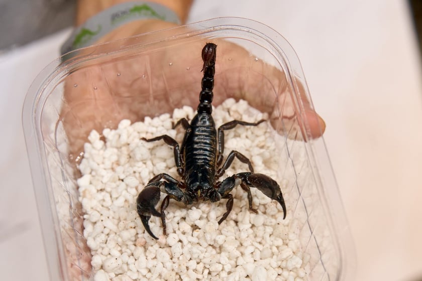 Targi ZooEgzotyka w Hali Orbita 15 września