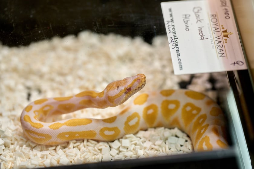 Targi ZooEgzotyka w Hali Orbita 15 września