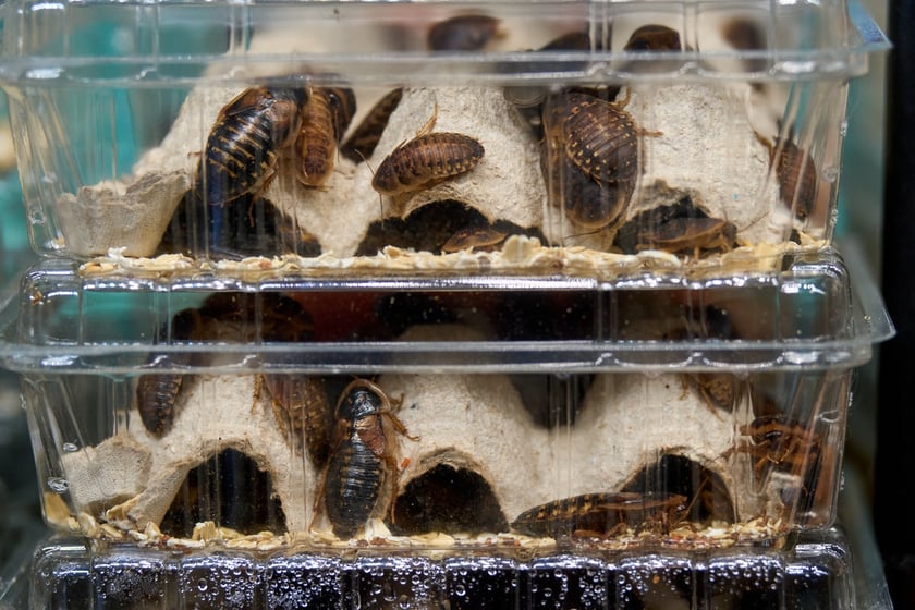 Targi ZooEgzotyka w Hali Orbita 15 września