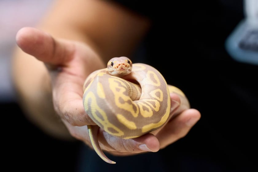 Targi ZooEgzotyka w Hali Orbita 15 września