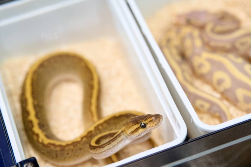 Targi ZooEgzotyka w Hali Orbita 15 września