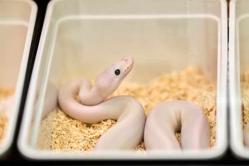 Targi ZooEgzotyka w Hali Orbita 15 września