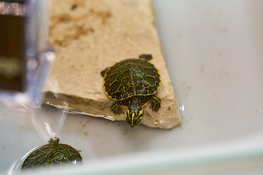 Targi ZooEgzotyka w Hali Orbita 15 września