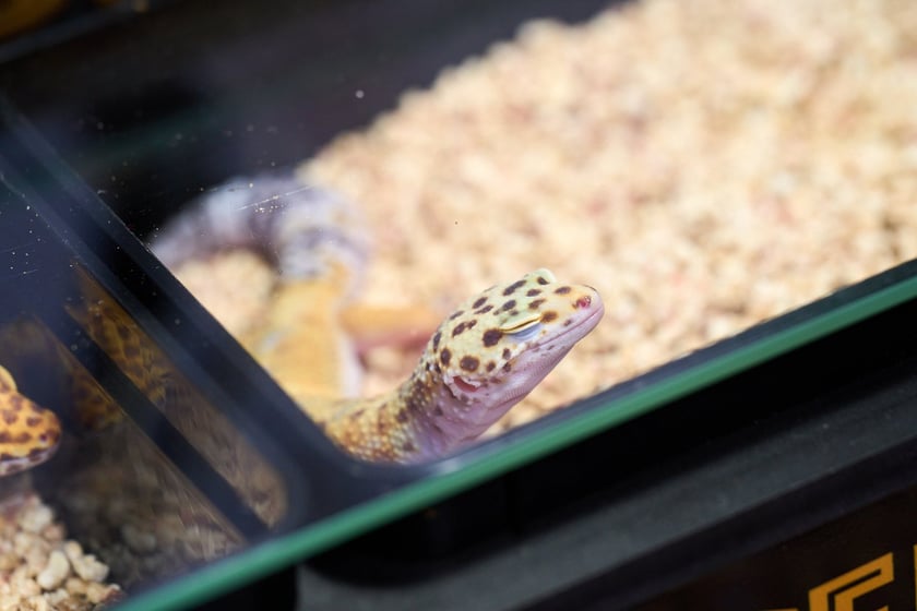 Targi ZooEgzotyka w Hali Orbita 15 września