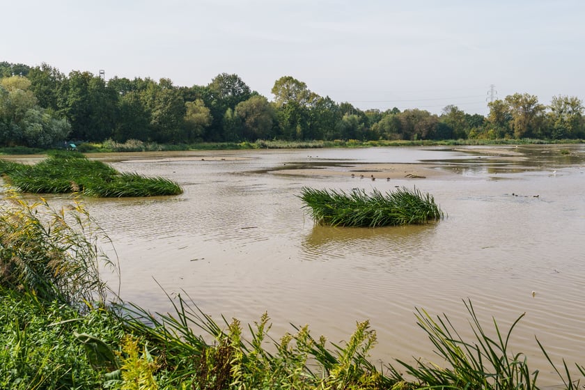 Rozlewisko Odry na Kozanowie