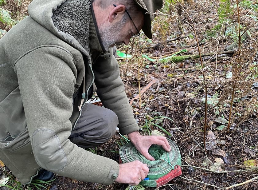 Akcja uwalniania dzika w Nadleśnictwie Żmigród