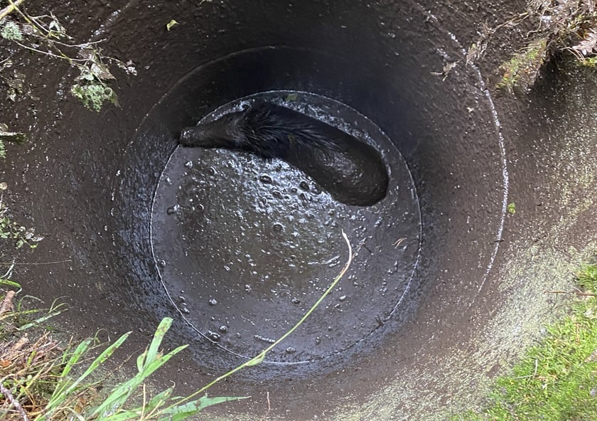 Akcja uwalniania dzika w Nadleśnictwie Żmigród