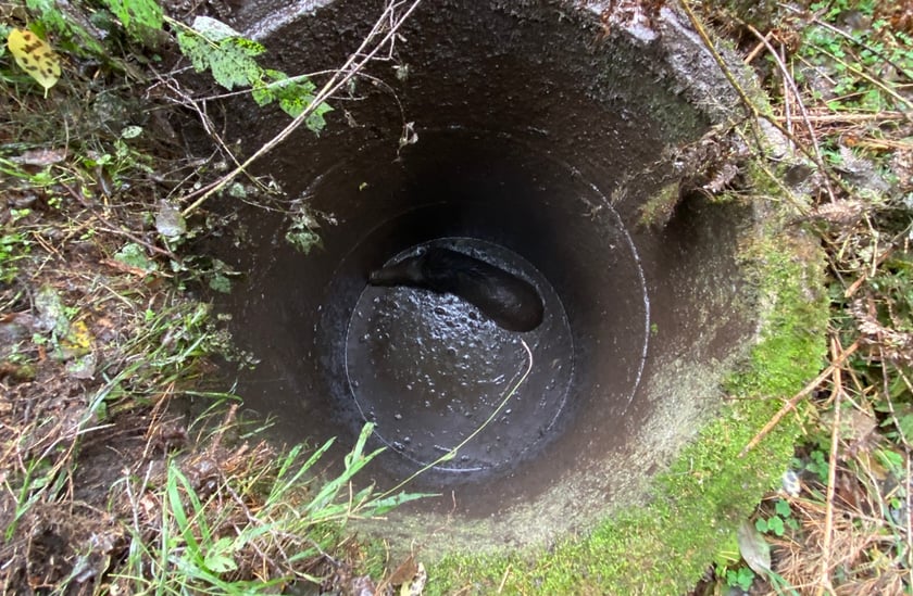 Akcja uwalniania dzika w Nadleśnictwie Żmigród