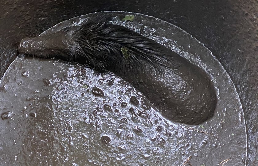 Akcja uwalniania dzika w Nadleśnictwie Żmigród