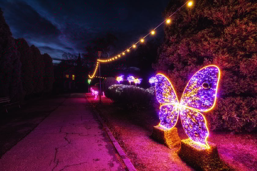 Iluminacja z motylem. Ogrody Światła w Palmiarni w Wałbrzychu