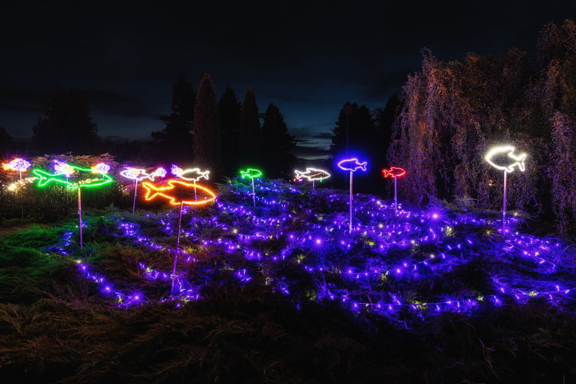 Iluminacja z kolorowymi rybkami. Ogrody Światła w Palmiarni w Wałbrzychu