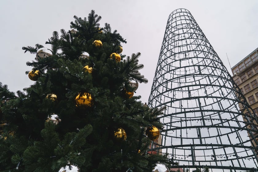 Montaż nowej choinki w Rynku we Wrocławiu - zdjęcia z 19.11.2024