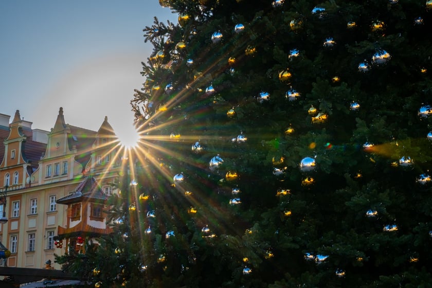 Choinka na Rynku we Wrocławiu