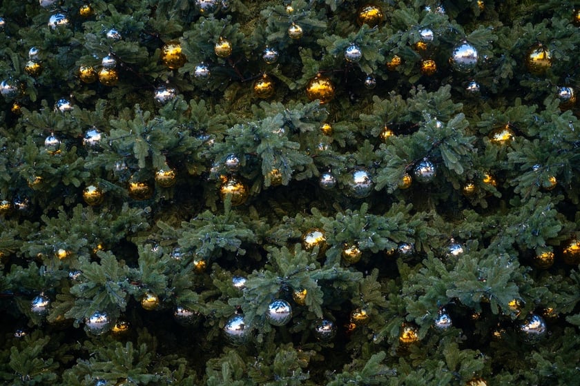 Choinka na Rynku we Wrocławiu