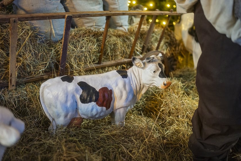 Szopka w kościele Karola Boromeusza