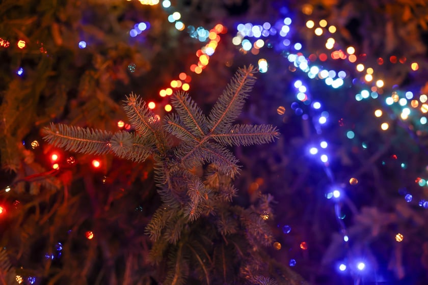 Choinka na Psim Polu