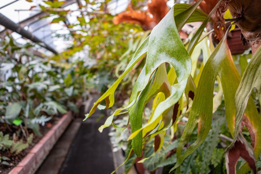 Ogród botaniczny zimą jest piękny. Na zewnątrz śnieg, a w szklarniach przenosimy się do innej strefy klimatycznej