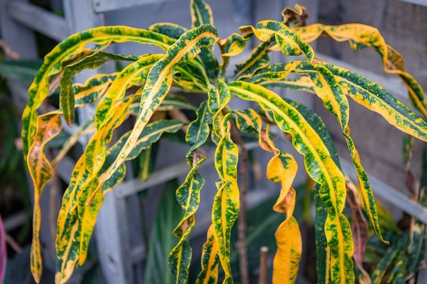 Ogród botaniczny zimą jest piękny. Na zewnątrz śnieg, a w szklarniach przenosimy się do innej strefy klimatycznej