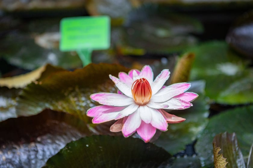 Ogród botaniczny zimą jest piękny. Na zewnątrz śnieg, a w szklarniach przenosimy się do innej strefy klimatycznej