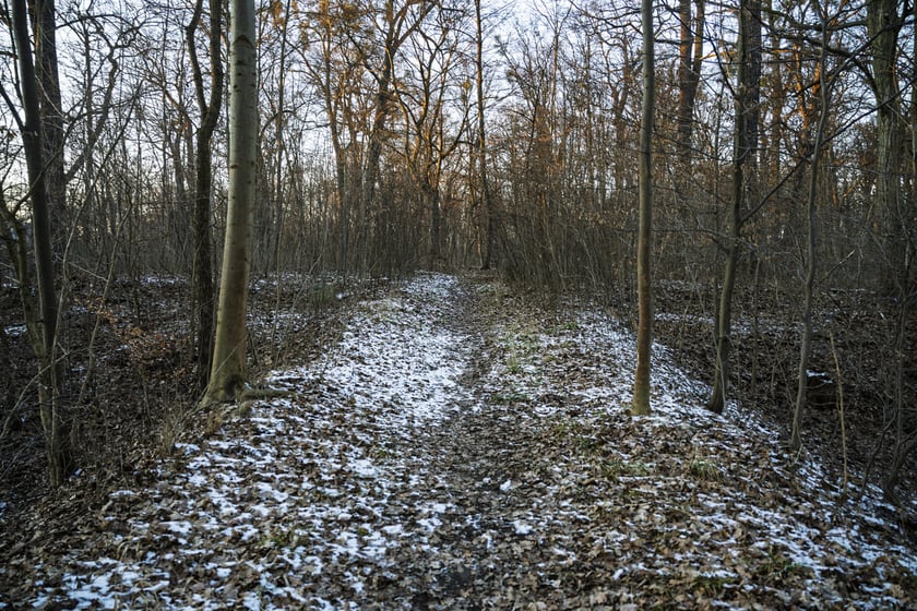 Teren dawnego dworu rodziny Dumlose w Sołtysowicach